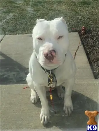 American Pit Bull stud dog