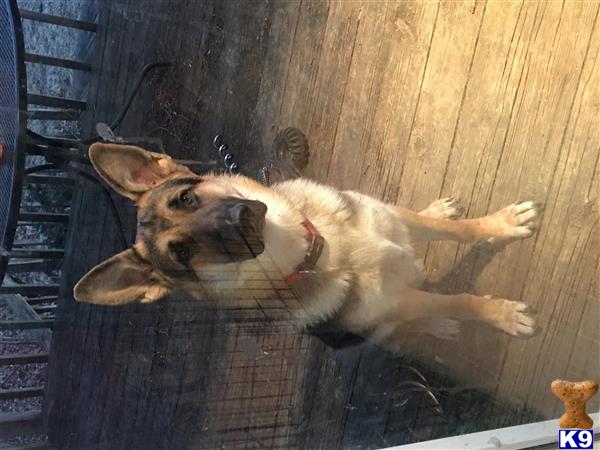 a german shepherd dog lying on the floor