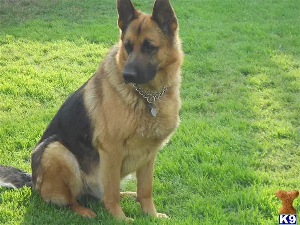 German Shepherd stud dog: a german shepherd dog sitting on grass