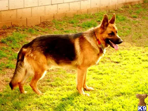 German Shepherd stud dog: a german shepherd dog standing on grass