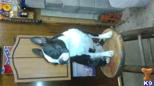 Boston Terrier stud dog: a boston terrier dog lying on a table