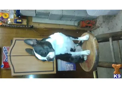 Boston Terrier stud dog: a boston terrier dog lying on a table