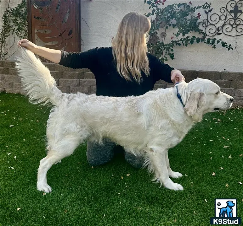 Golden Retriever stud dog: a person sitting on a couch with a golden retriever dog