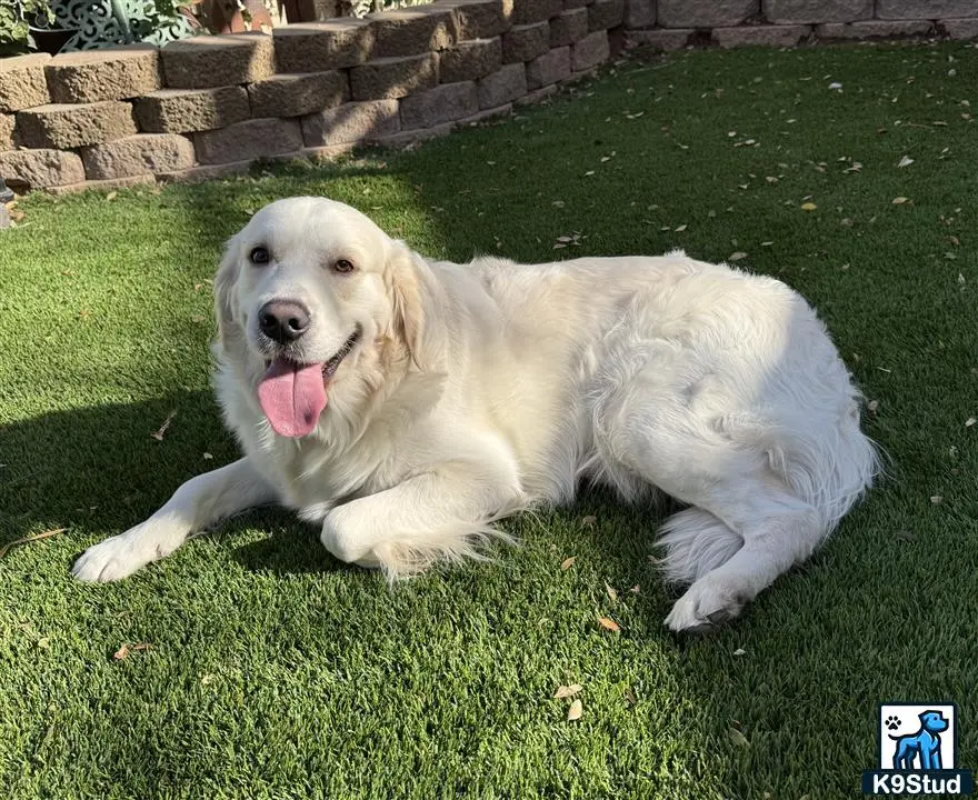 Golden Retriever stud dog: a golden retriever dog lying on grass