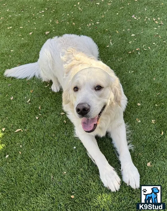Golden Retriever stud dog: a white golden retriever dog lying on grass