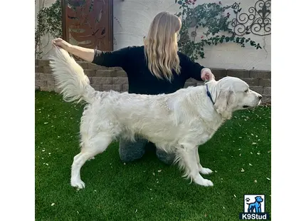 Golden Retriever stud dog: a person sitting on a couch with a golden retriever dog