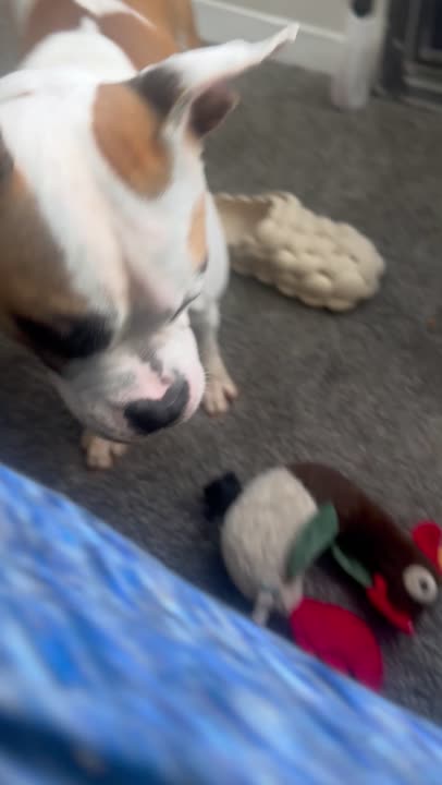 American Bulldog stud dog: Error: Operation returned an invalid status code BadRequest<br/>Stack Trace:    at Microsoft.Azure.CognitiveServices.Vision.ComputerVision.ComputerVisionClient.<DescribeImageInStreamWithHttpMessagesAsync>d__41.MoveNext()
--- End of stack t