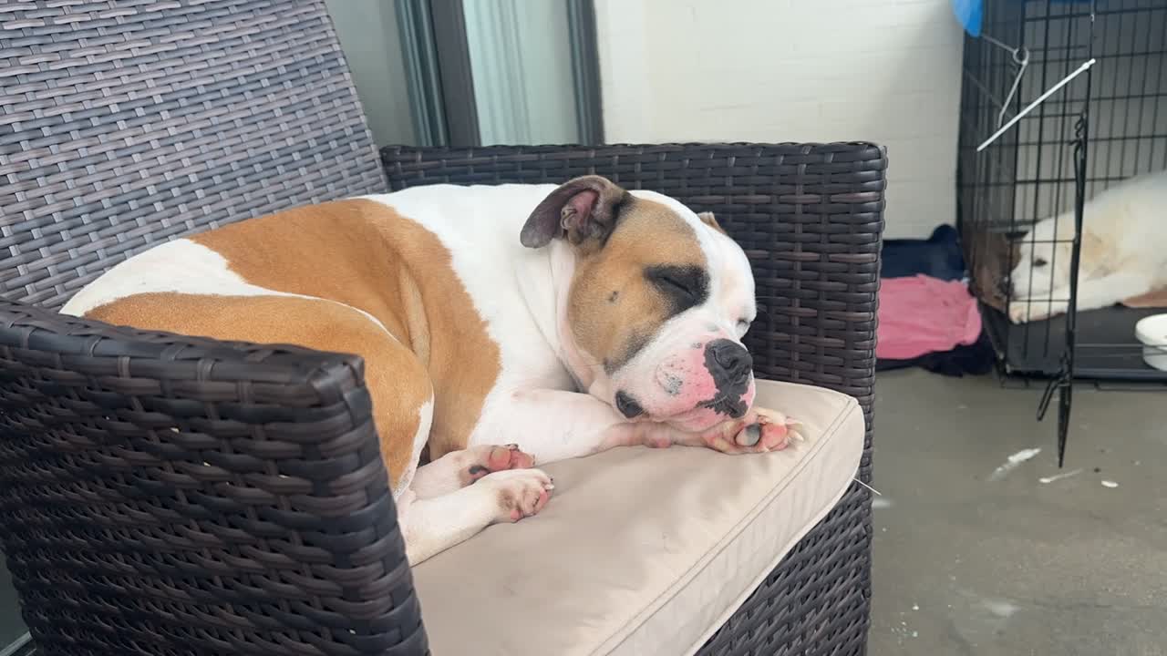 American Bulldog stud dog: Error: Operation returned an invalid status code BadRequest<br/>Stack Trace:    at Microsoft.Azure.CognitiveServices.Vision.ComputerVision.ComputerVisionClient.<DescribeImageInStreamWithHttpMessagesAsync>d__41.MoveNext()
--- End of stack t