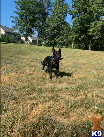 German Shepherd stud dog