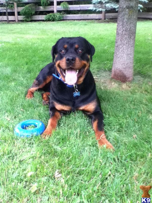 Rottweiler Stud Dog Brick 14 Years old