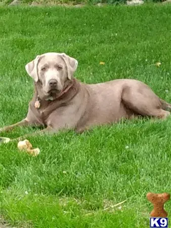 Labrador Retriever