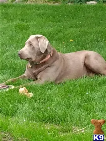 Labrador Retriever stud dog