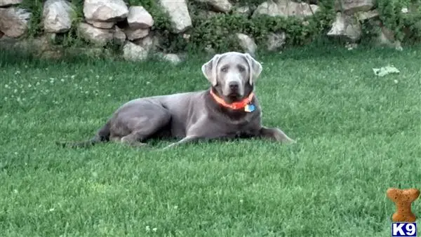 Labrador Retriever stud dog