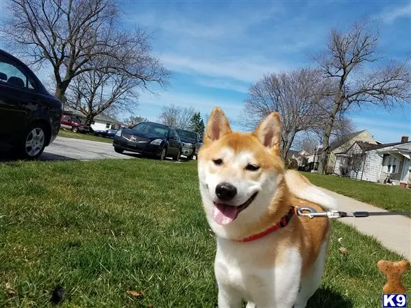 Shiba Inu stud dog