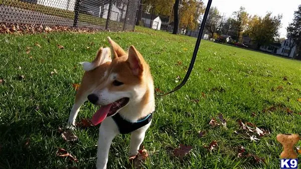 Shiba Inu stud dog