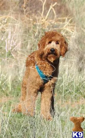 Goldendoodles stud dog