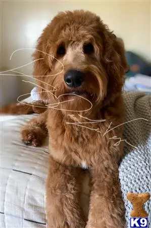 Goldendoodles stud dog