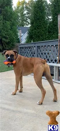 Boxer stud dog