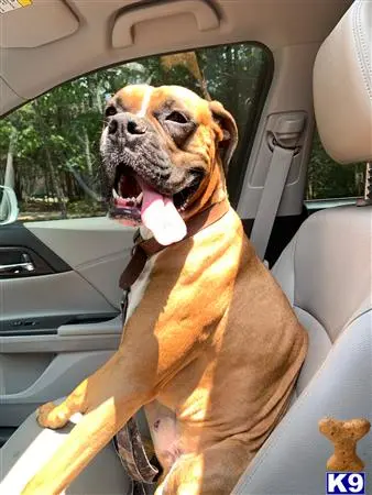 Boxer stud dog