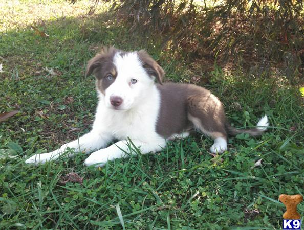 Border Collie