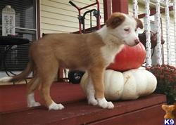 border collie puppy posted by drcricket