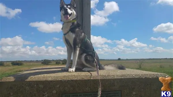 Siberian Husky stud dog