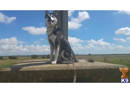 Siberian Husky