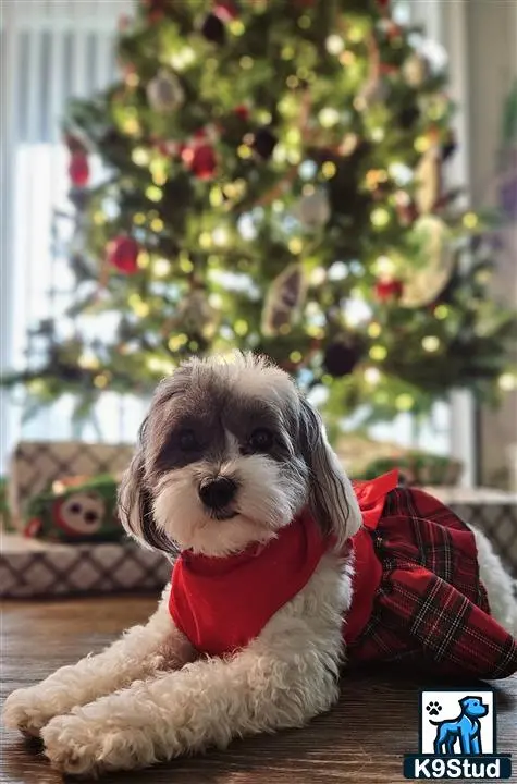 Maltipoo female dog