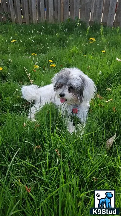 Maltipoo female dog