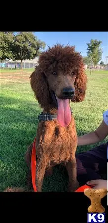 Poodle stud dog