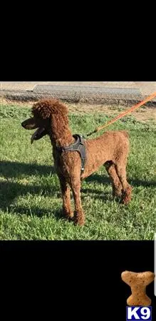 Poodle stud dog