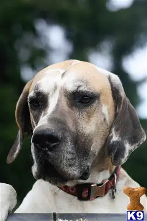 Great Dane stud dog: a great dane dog with a red collar