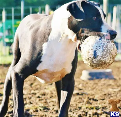 Great Dane stud dog: a cow with a ball in its mouth