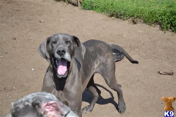 Great Dane stud dog: a great dane dog lying on the ground with a person lying on the ground