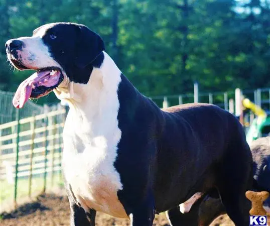 Great Dane stud dog: a black and white great dane dog