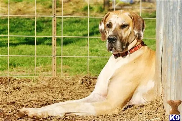 Great Dane stud dog: a great dane dog lying in a cage
