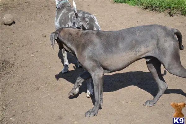Great Dane stud dog: a group of animals