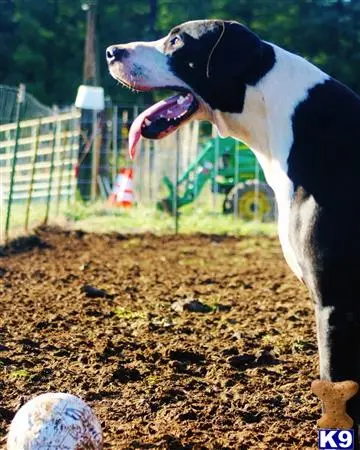 Great Dane stud dog: a great dane dog standing on dirt