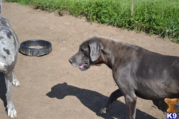Great Dane stud dog: a great dane dog standing on dirt