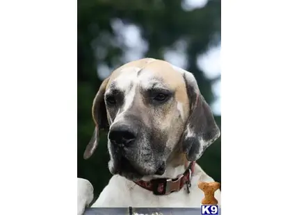 Great Dane stud dog: a great dane dog with a red collar