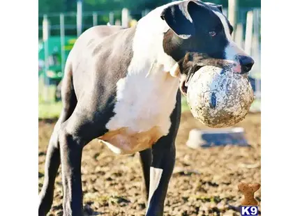 Great Dane