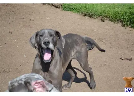 Great Dane stud dog: a great dane dog lying on the ground with a person lying on the ground