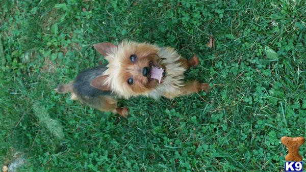 Yorkshire Terrier dog