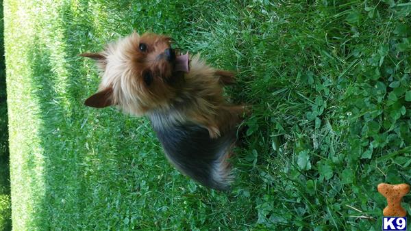 Yorkshire Terrier dog