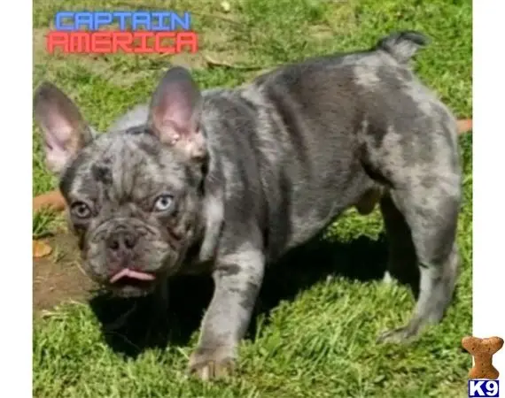 French Bulldog