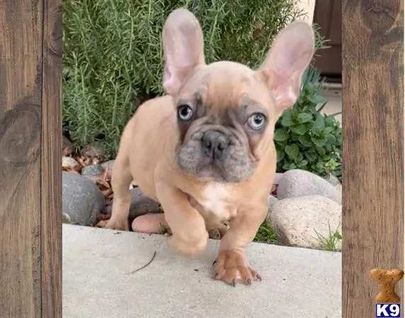 French Bulldog puppy for sale