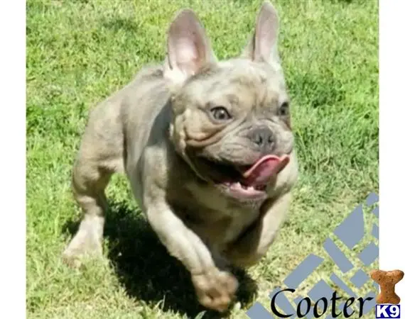 French Bulldog puppy for sale