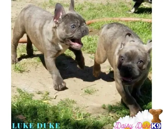 French Bulldog puppy for sale