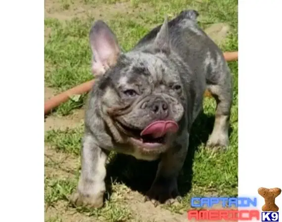 French Bulldog puppy for sale