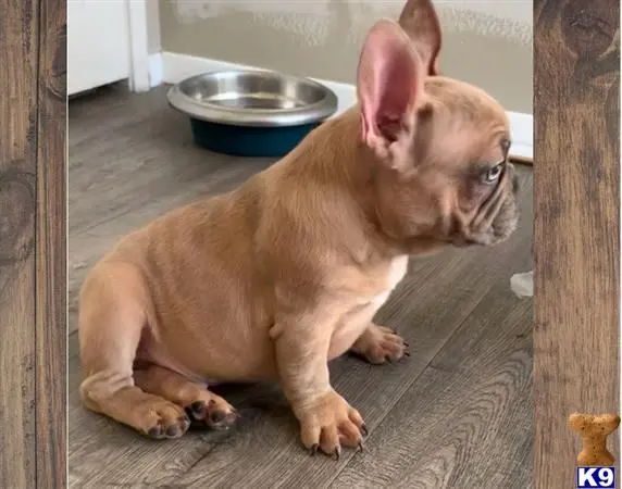 French Bulldog puppy for sale